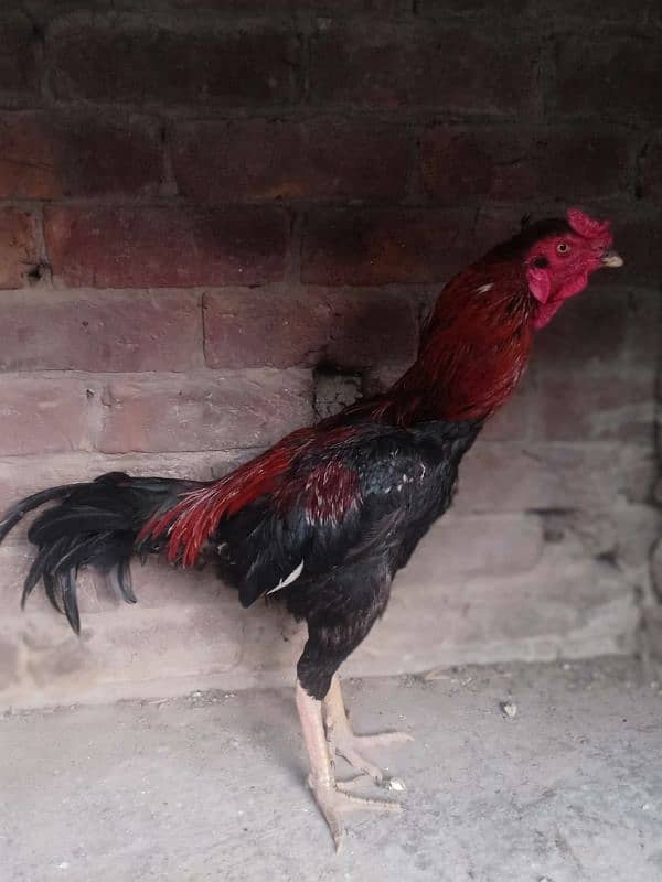 Thai or bermi aseel for sale 1