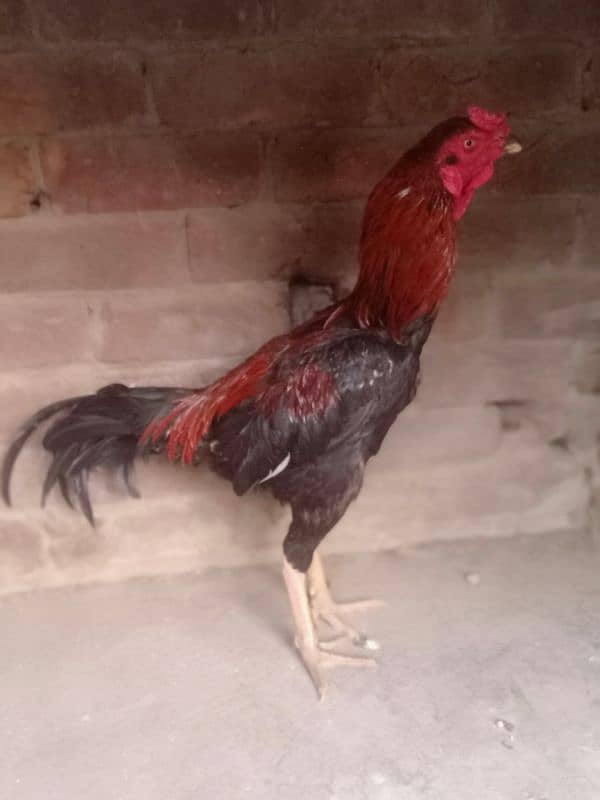 Thai or bermi aseel for sale 2