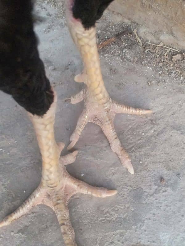 Thai or bermi aseel for sale 4