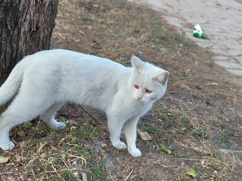 Gorgeous Persian Cat for Sale! 0