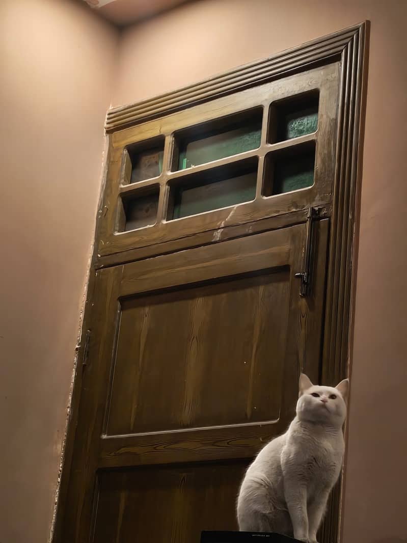 Gorgeous Persian Cat for Sale! 2