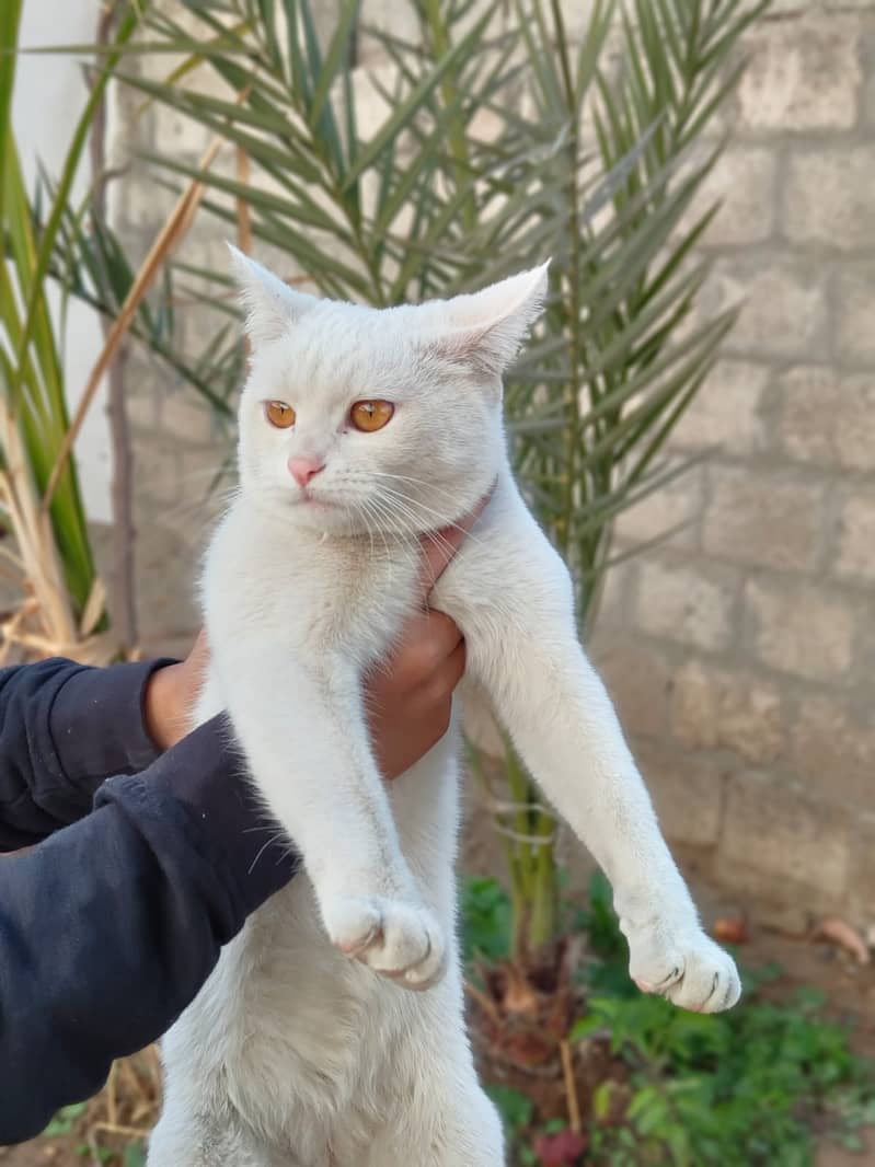 Gorgeous Persian Cat for Sale! 3