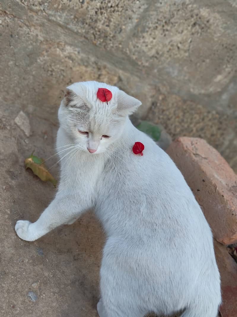 Gorgeous Persian Cat for Sale! 4