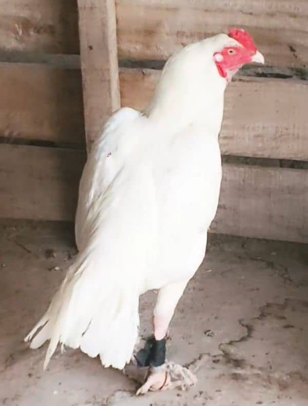 white heera aseel 0