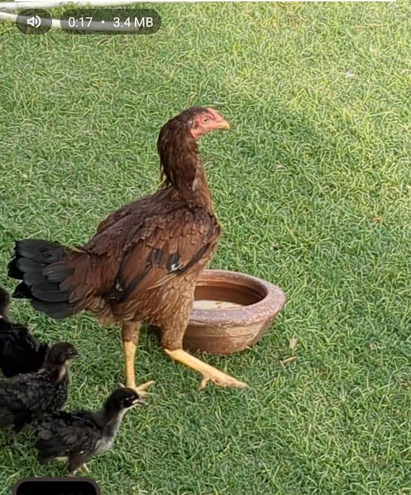 Aseel madi with 4 desi chiks hens female 0