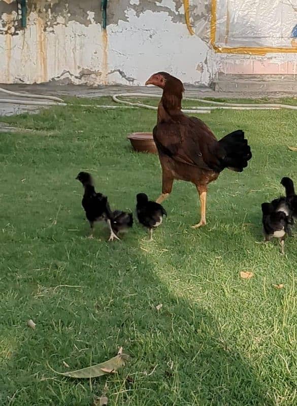 Aseel madi with 4 desi chiks hens female 1
