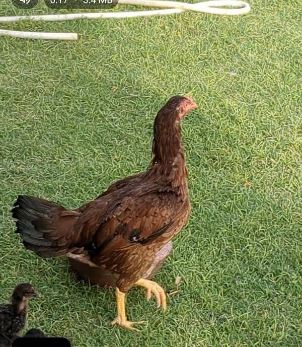 Aseel madi with 4 desi chiks hens female 2