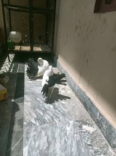 home breeding