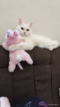 persian