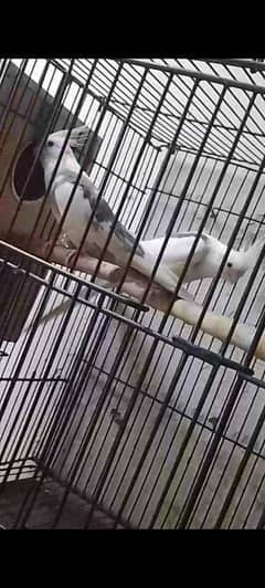 Pied cocktail breeder pair (parrots)