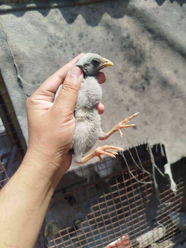 High Quality Aseel mianwali Chicks 0