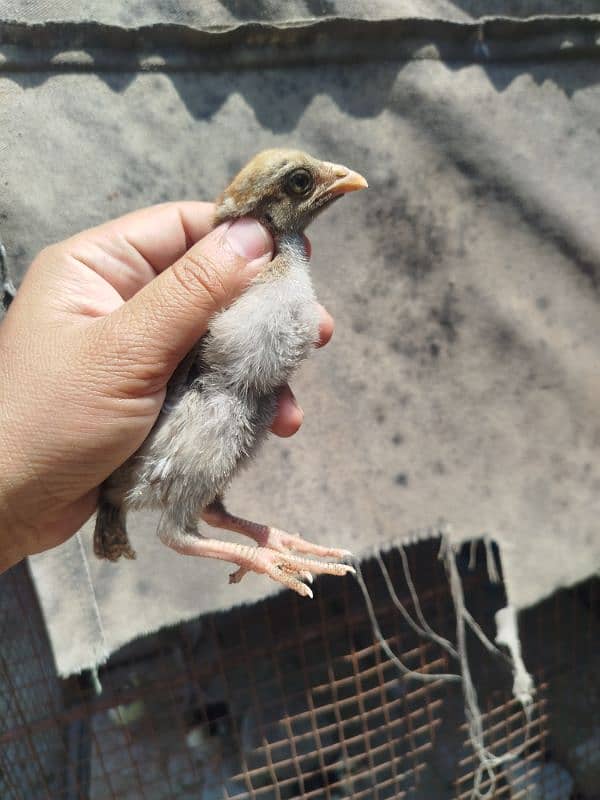High Quality Aseel mianwali Chicks 1
