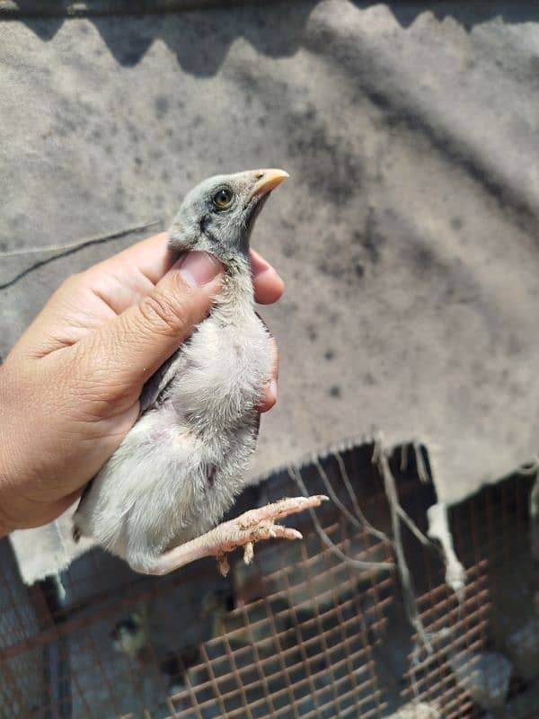 High Quality Aseel mianwali Chicks 2