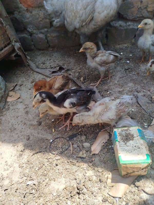 High Quality Aseel mianwali Chicks 3