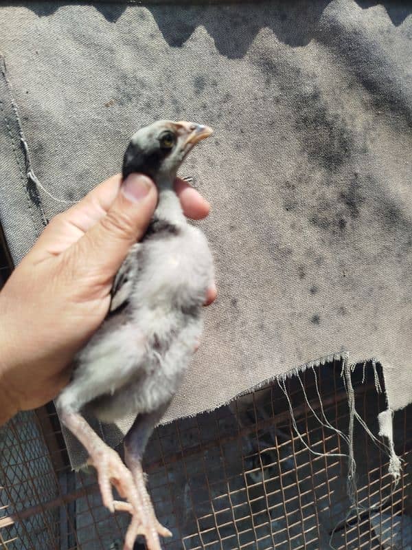 High Quality Aseel mianwali Chicks 5