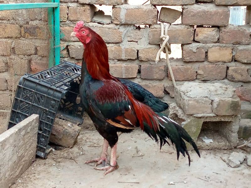 High Quality Aseel mianwali Chicks 7