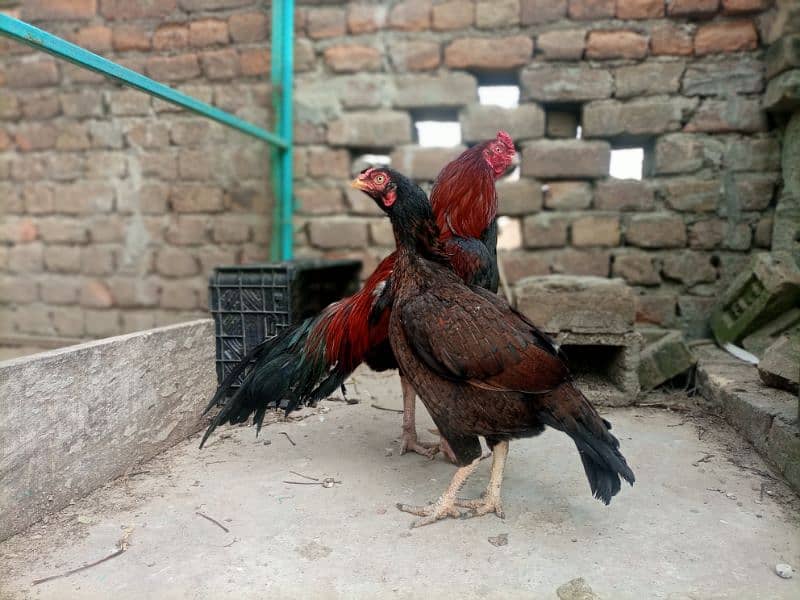 High Quality Aseel mianwali Chicks 8