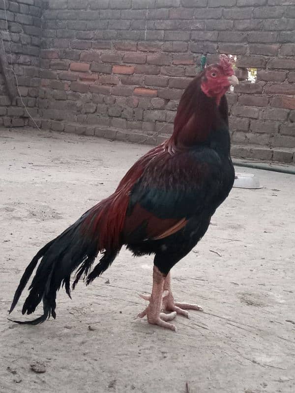 High Quality Aseel mianwali Chicks 9