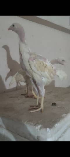 German shamo birds paper white
