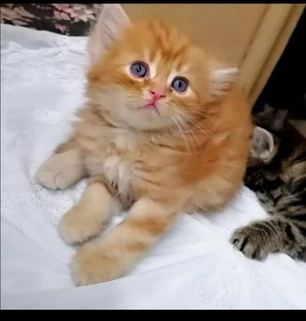 Percian Cat babiess 0