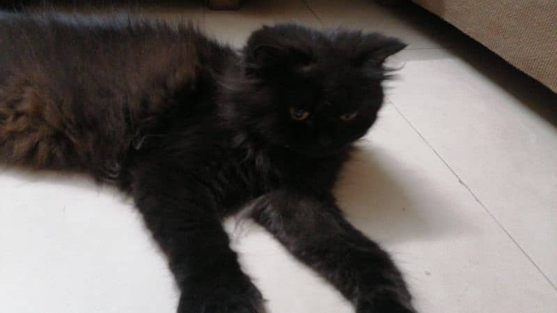 Percian Cat babiess 1