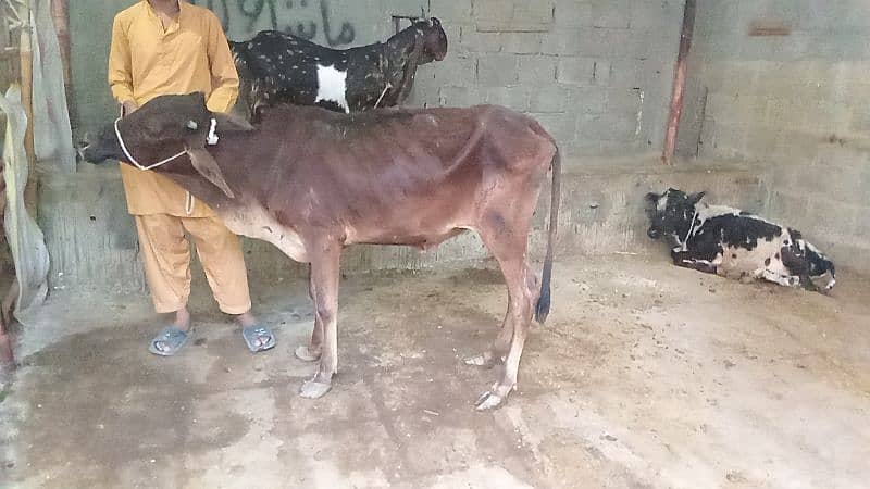 bachiya for sale qurbani 0