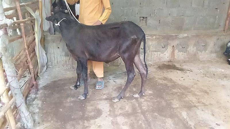 bachiya for sale qurbani 1