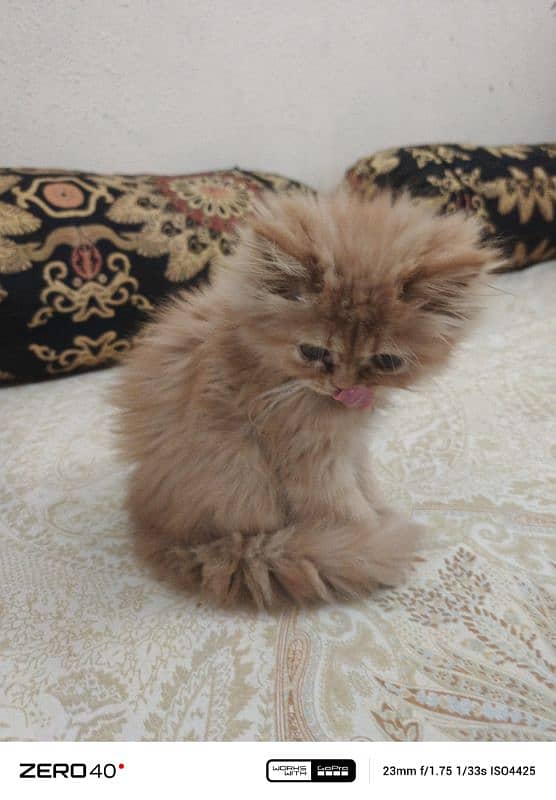 persian Kitten | Brown | Tripple Coated | kitten For Sale 1