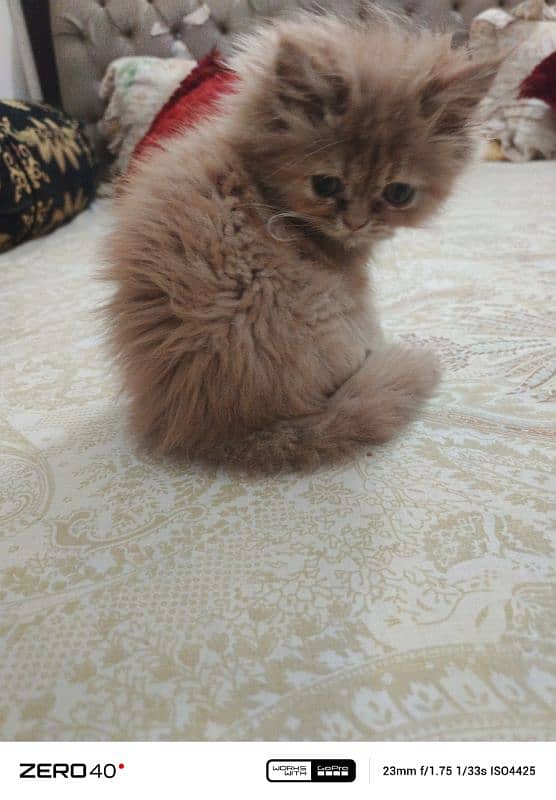 persian Kitten | Brown | Tripple Coated | kitten For Sale 2