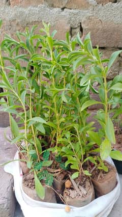 Stevia Plant | Sugar Plant