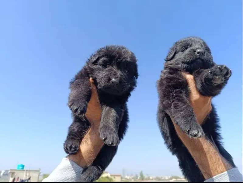 German Shepherd long coat puppies for sale 1