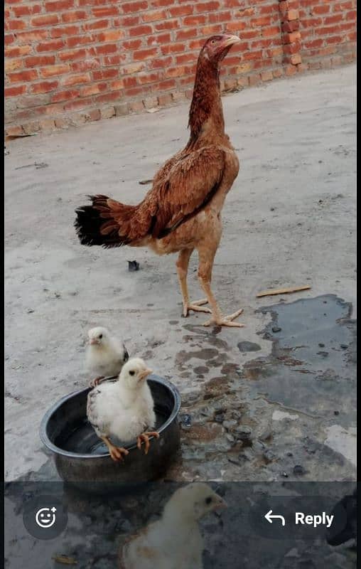 King size white Aseel Jawa with aseel females 10