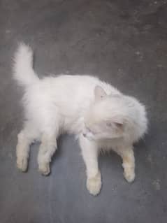 Persian
