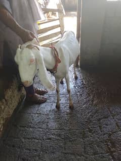 rajanpuri breeder for sale and goat