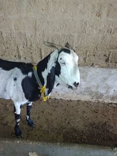 rajanpuri