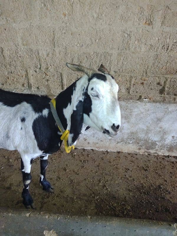 rajanpuri breeder for sale and goat 0