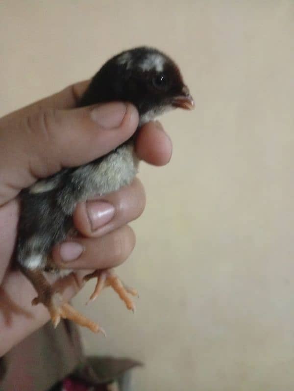 aseel Shamo chiks avlibal han urgent sale WhatsApp 03204128314 0