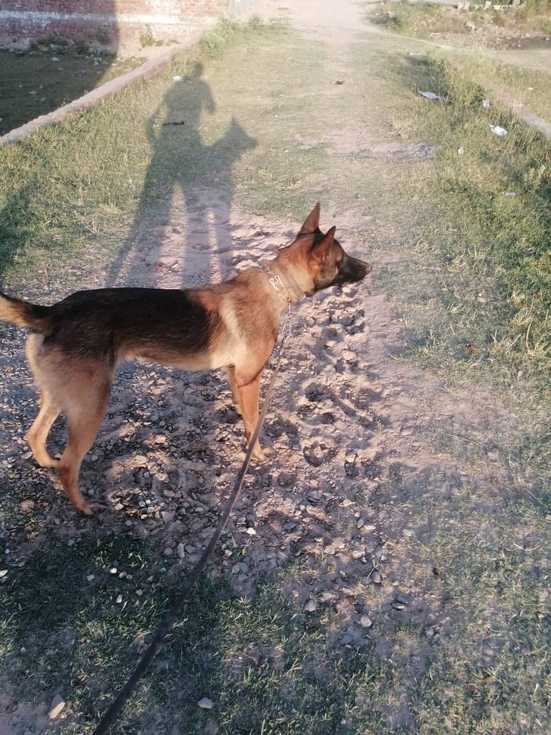 Belgian Malinois Male dog /  belgian malinois  / dog for sale 1