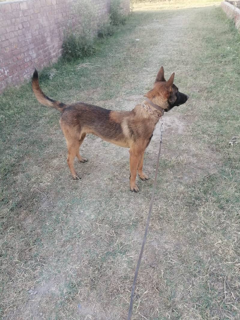 Belgian Malinois Male dog /  belgian malinois  / dog for sale 4