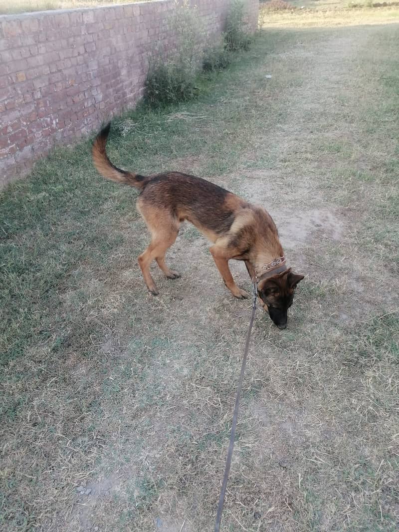 Belgian Malinois Male dog /  belgian malinois  / dog for sale 6