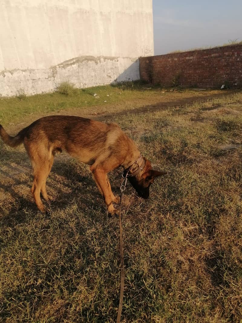 Belgian Malinois Male dog /  belgian malinois  / dog for sale 8