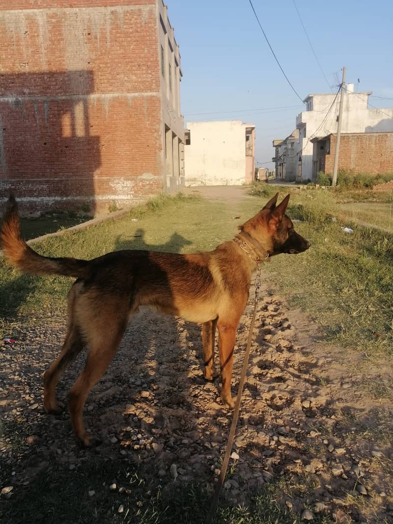 Belgian Malinois Male dog /  belgian malinois  / dog for sale 9