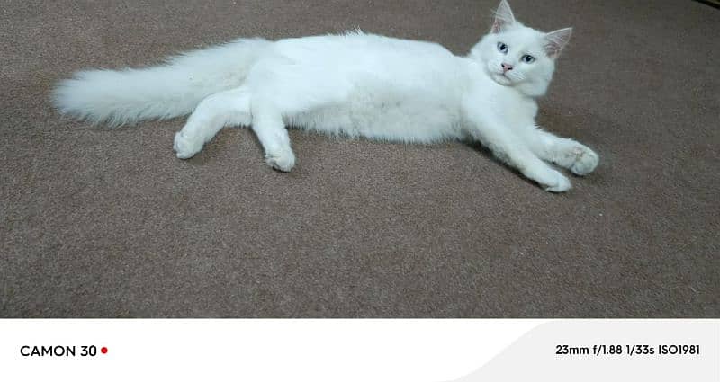 Pure Persian double coated blue eyes kitten 2