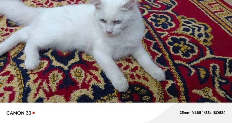 Pure Persian double coated blue eyes kitten 3