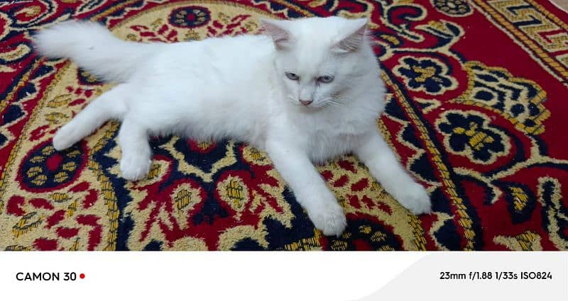 Pure Persian double coated blue eyes kitten 6
