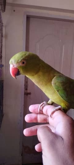 Ring neck male handtamed talking on mood