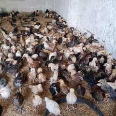 Golden Misri Chicks | Misri |  چوزہ | pair | Chicks For Sale