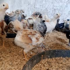 Golden Misri Chicks | Misri |  چوزہ | pair | Chicks For Sale