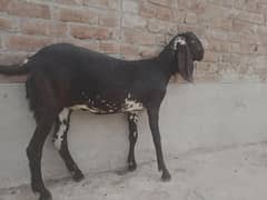bakri