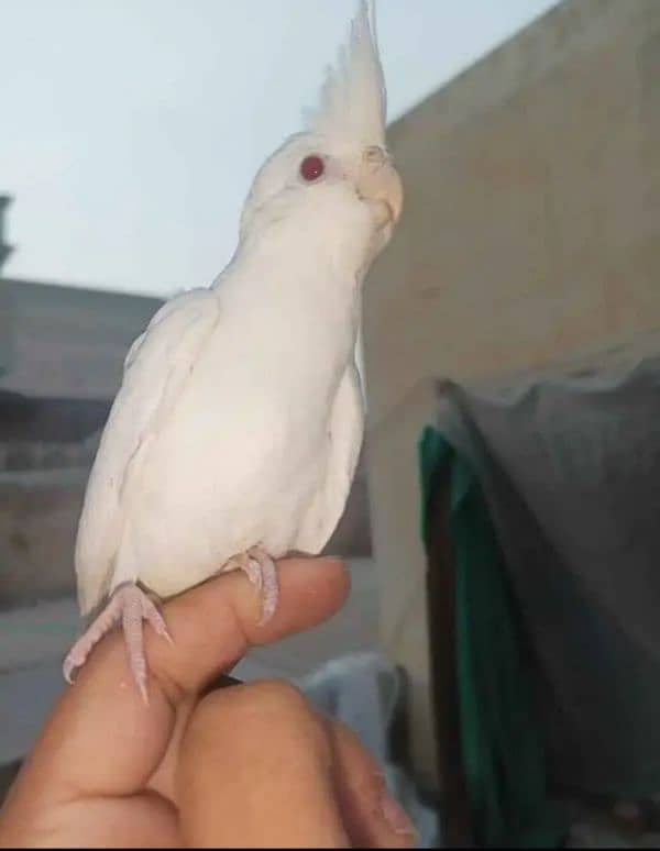 hand taim parrots 0
